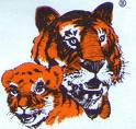 tiger cubs