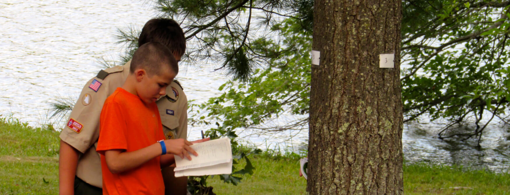 Scouts identify tree