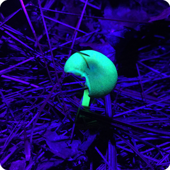 Fungi glowing green under a blacklight