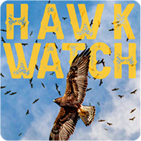 HAWK WATCH Documentary Screening