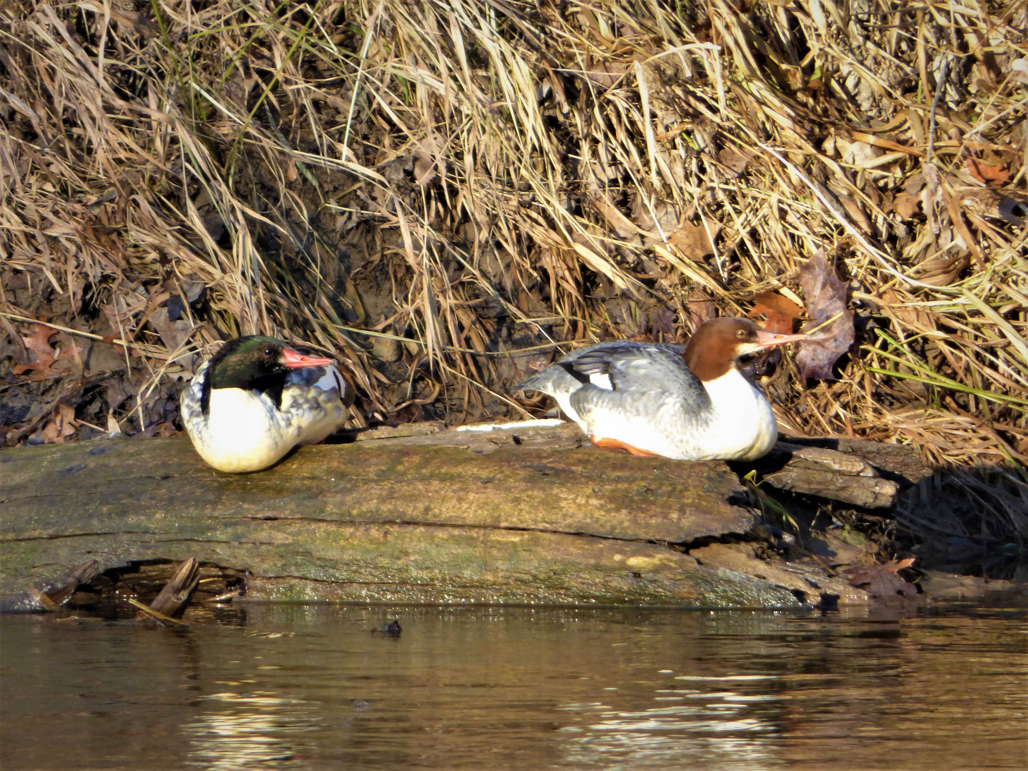 Common Merganser pair on log by river