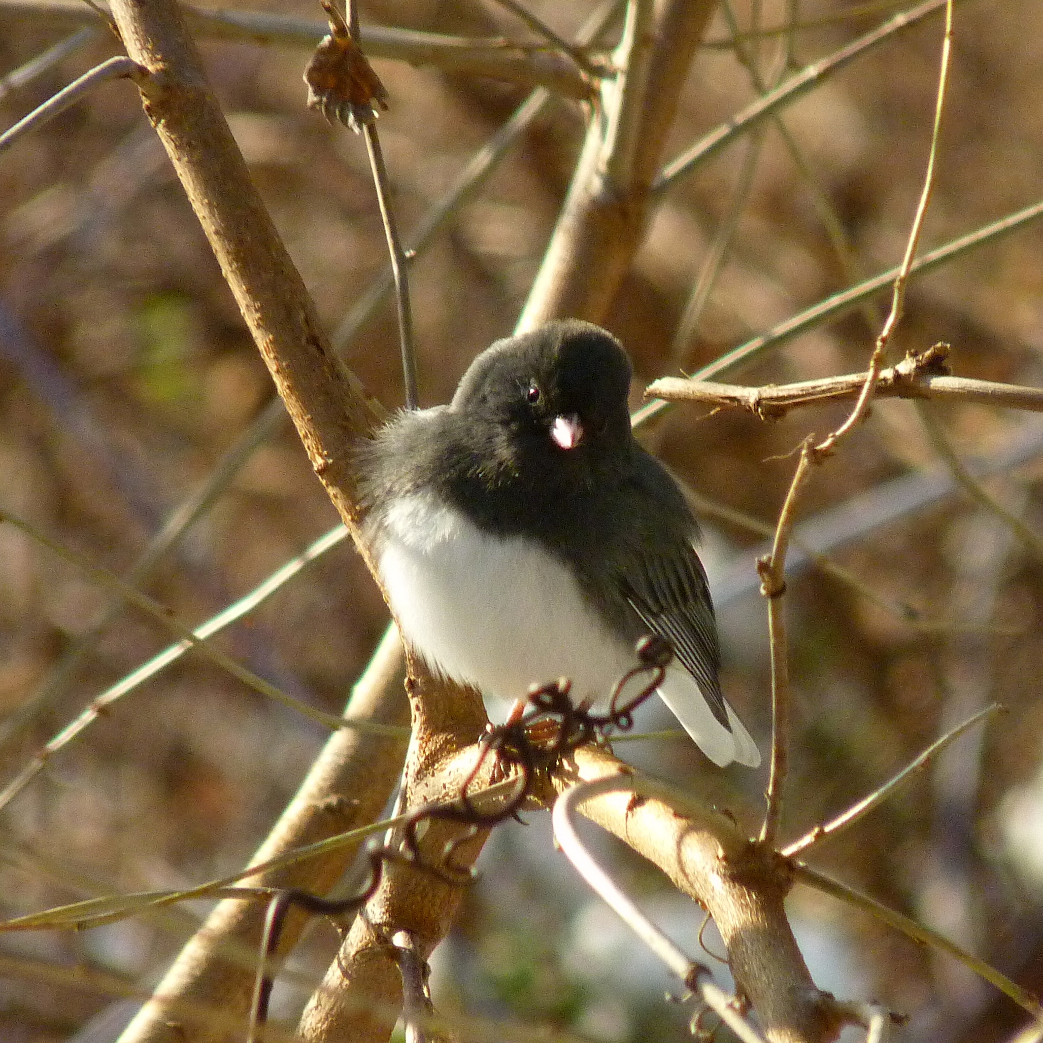 Dark-eyed Junco perched in a tree