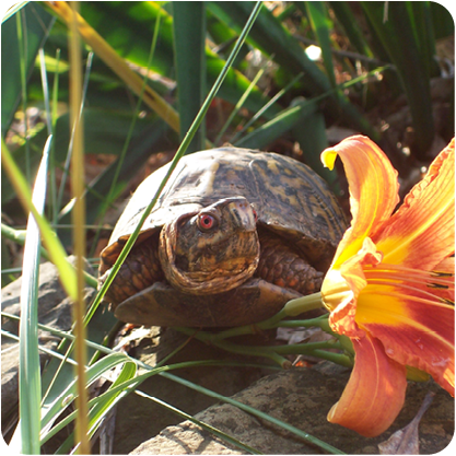 Box turtle on log in tall grass, orange tiger lily