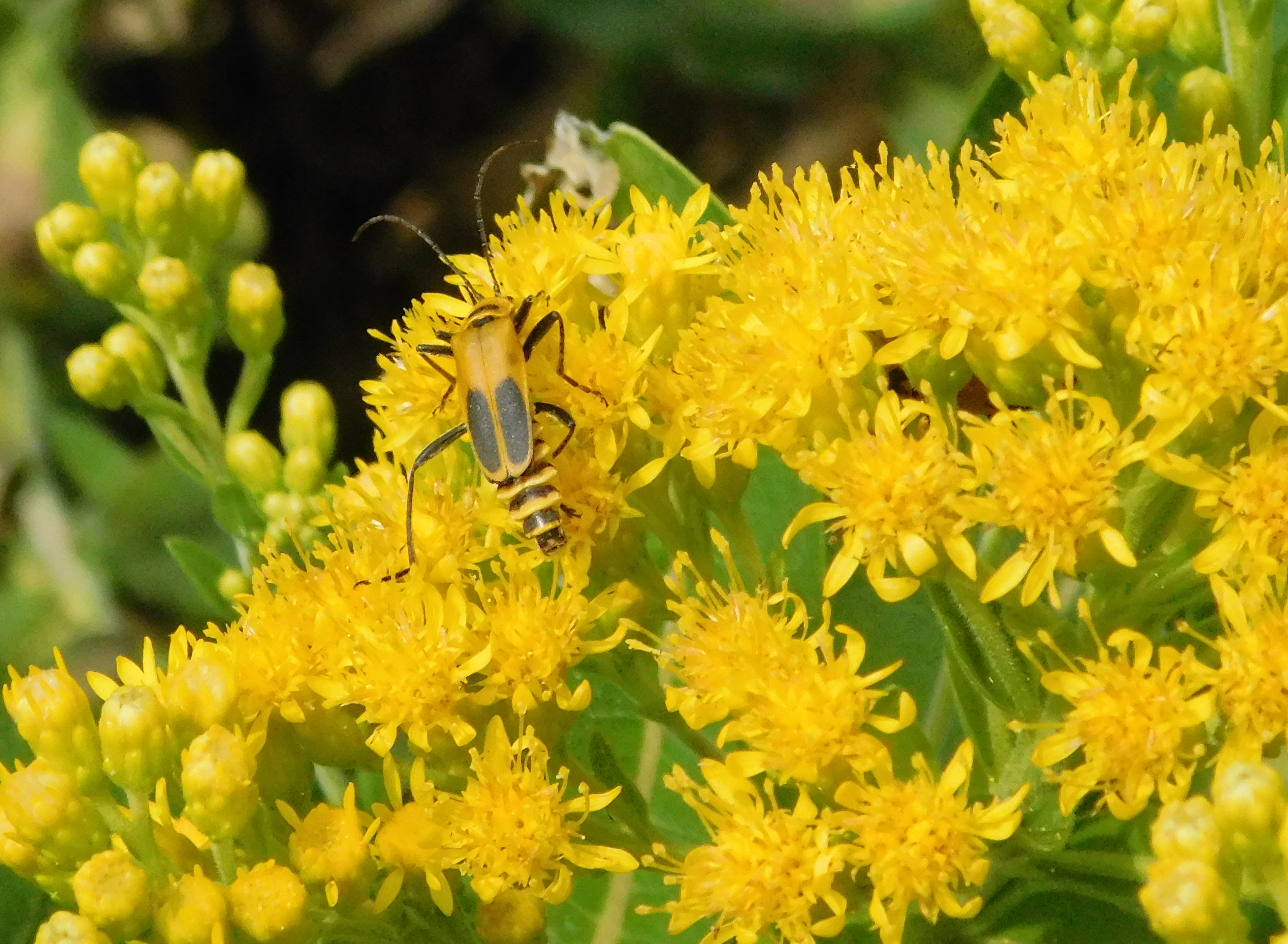 Goldenrod soldier beetle on yellow goldenrod flowers