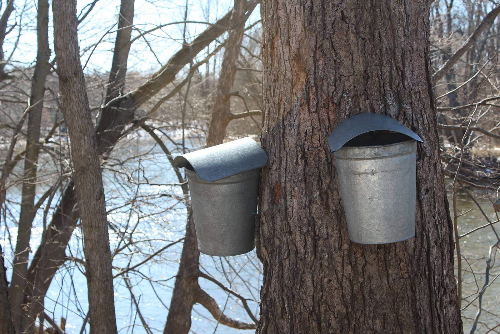 Sponsor-a-sap bucket image