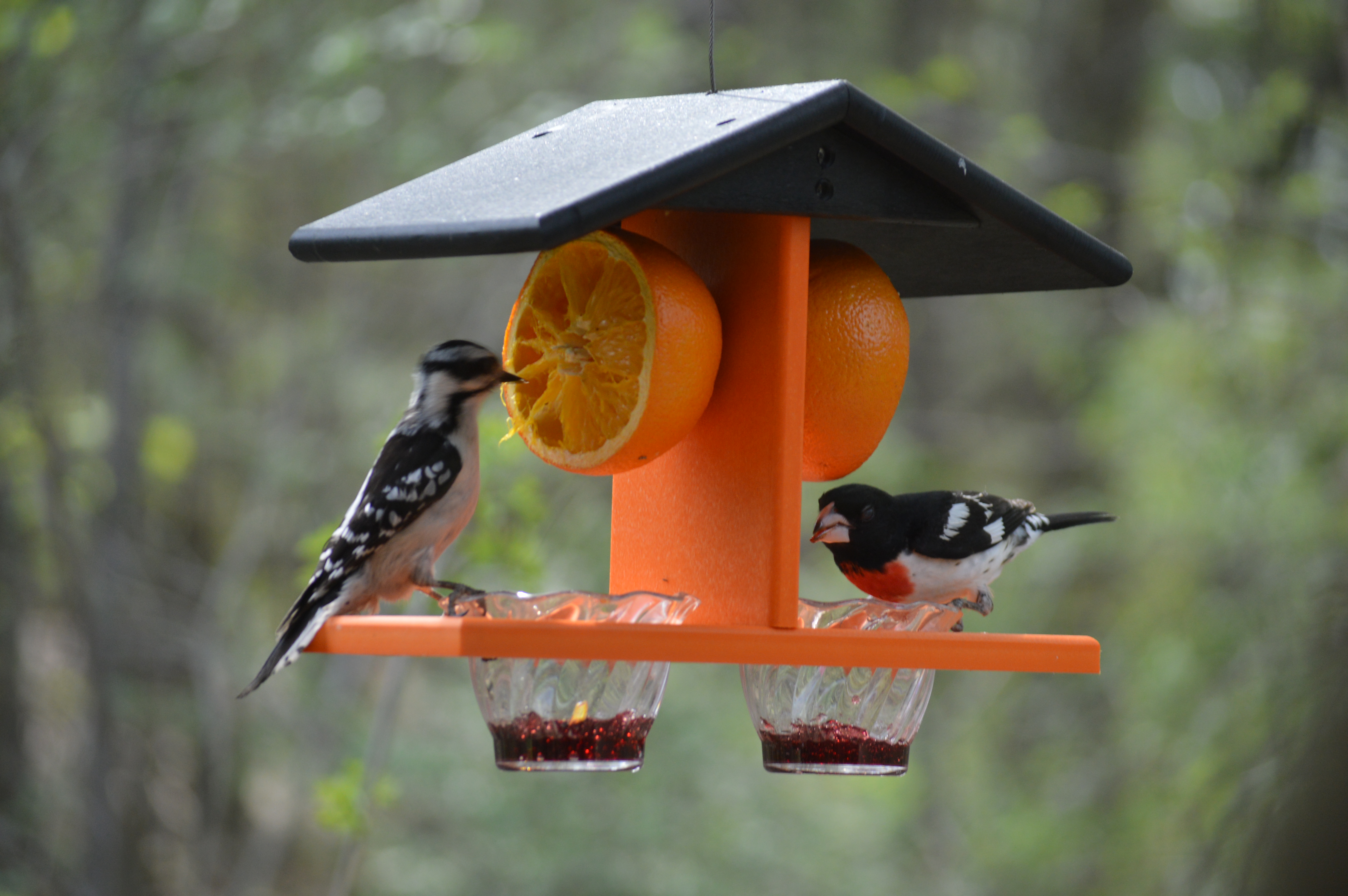woodpecker and rose breasted grosbeak on orange bird feeder with cut oranges and jelly