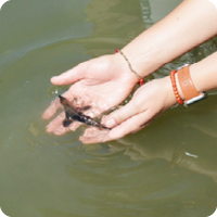Sturgeon Release