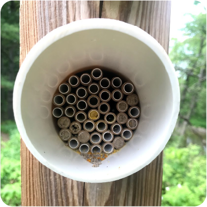 Bee Hotel