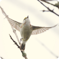 Avian Aerodynamics: Nature STEM Challenge