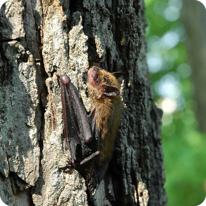 Bat Hike