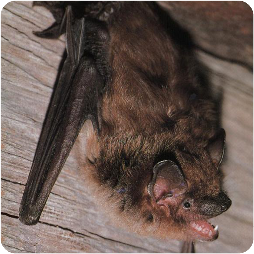Bat Hike