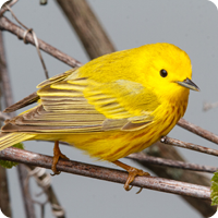 Bird Banding -  Chestnut-sided warber