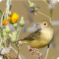 Bird Banding -  Chestnut-sided warber