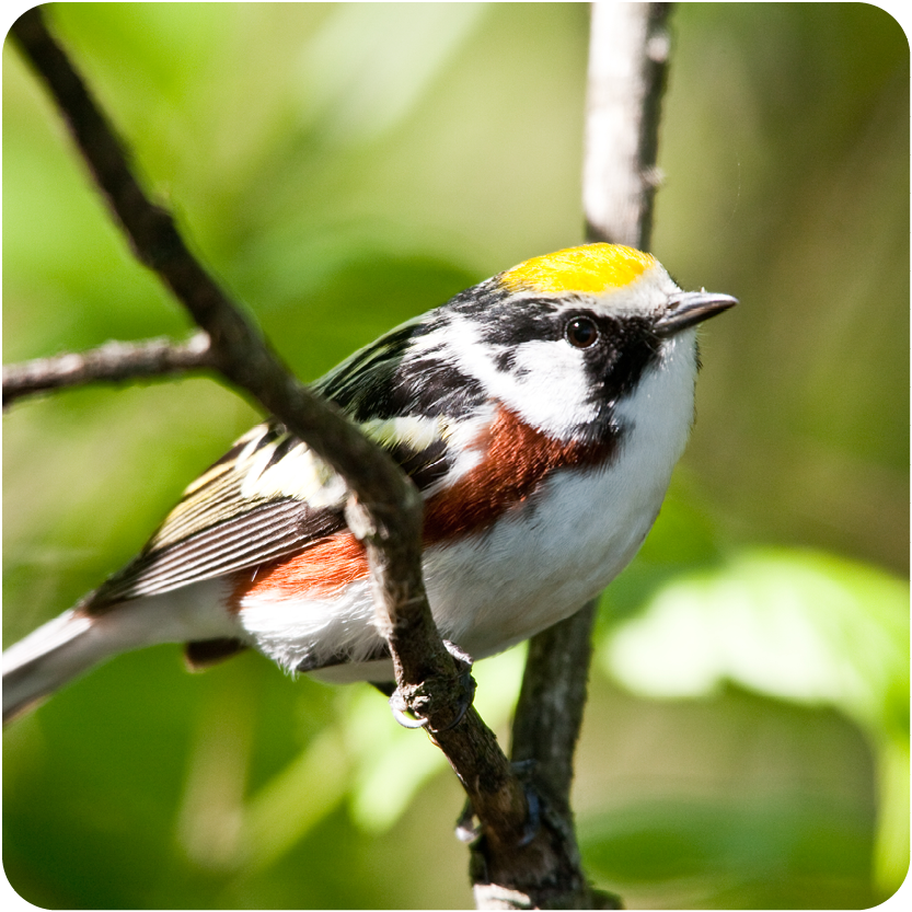 Bird Banding -  Chestnut-sided warber