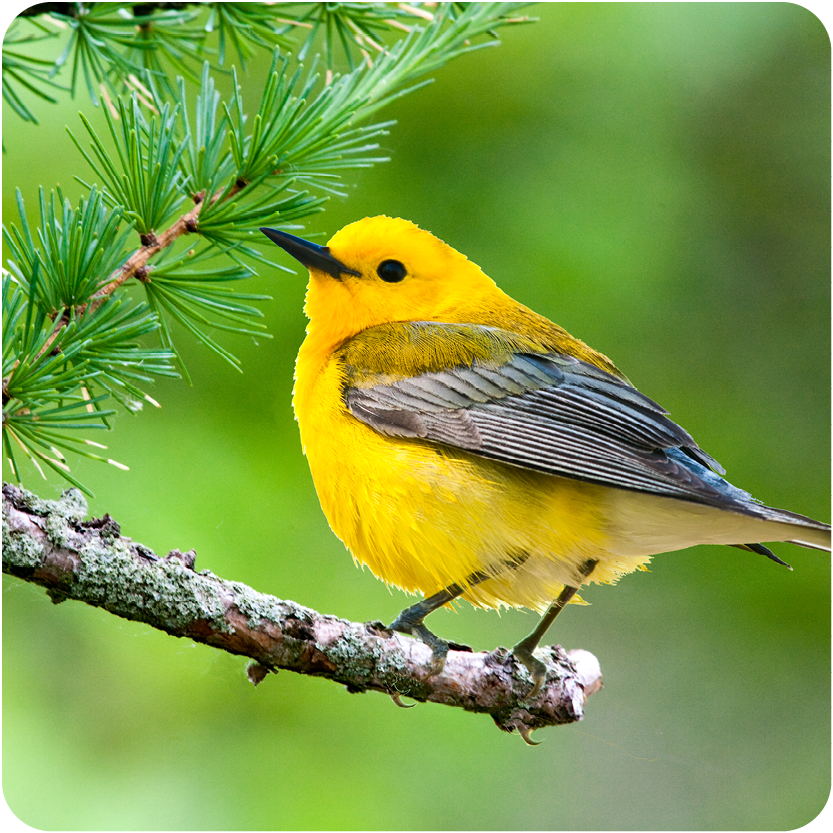 Bird Walk - Prothonotary Warbler on branch