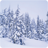 Buds, Bark and Branches: Winter Tree ID