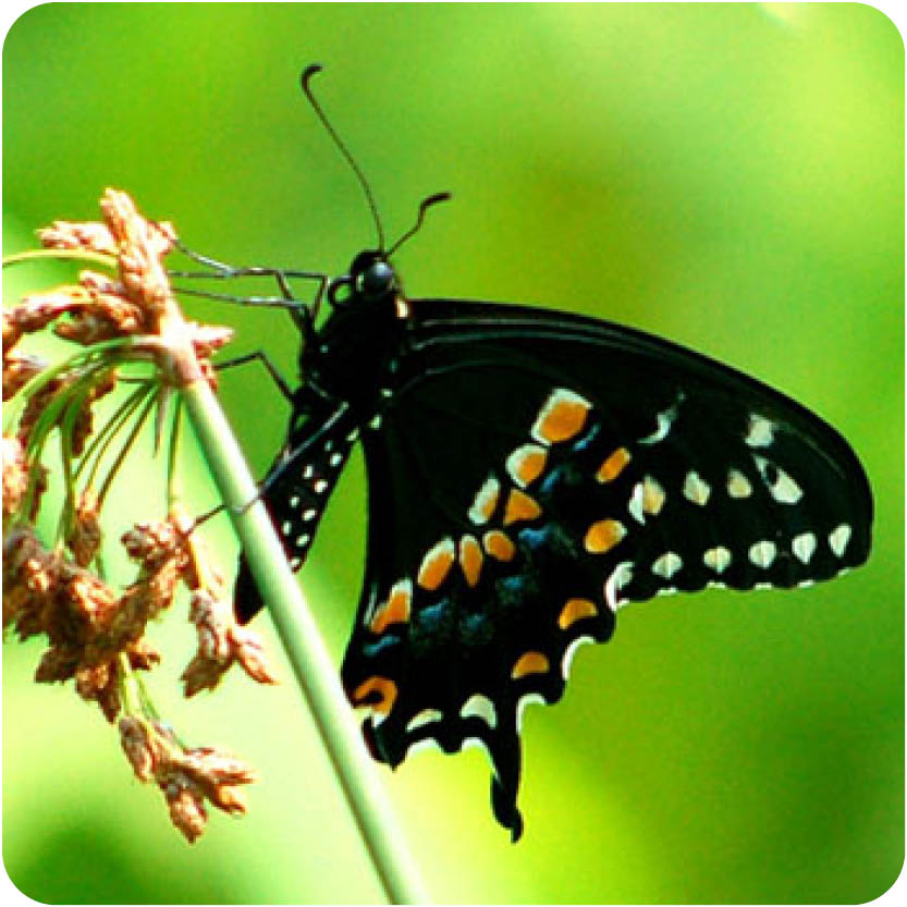 Black and orange Butterfly on plant 
