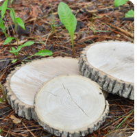 Tree Cookies - Capturing Tree Rings