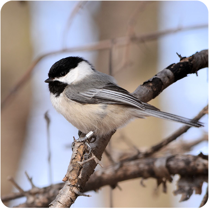 Winter Bird Feeding