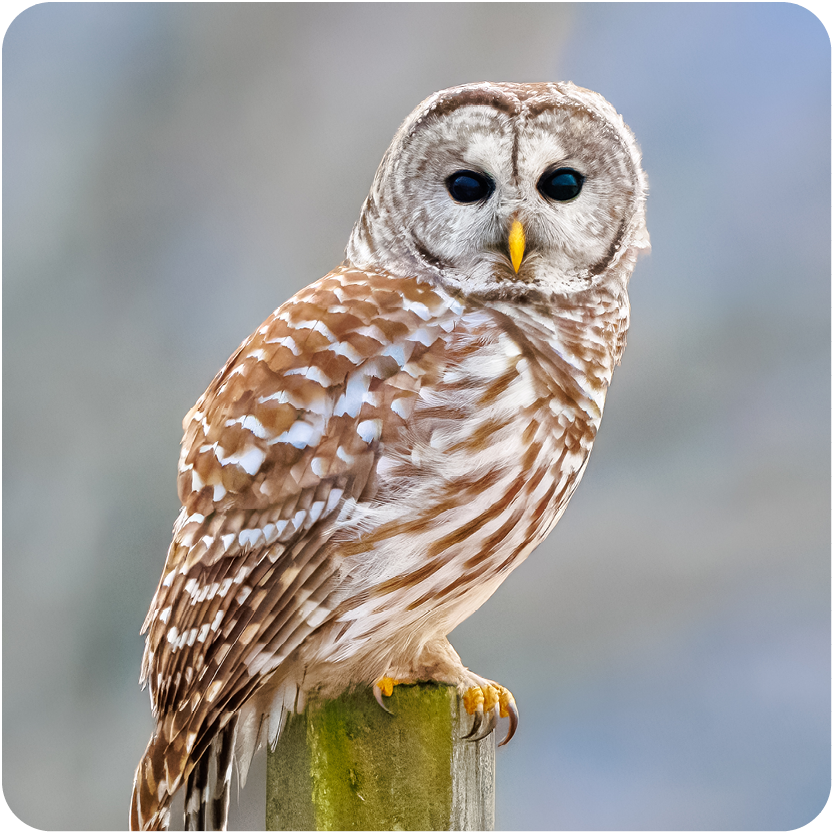 Barred Owl