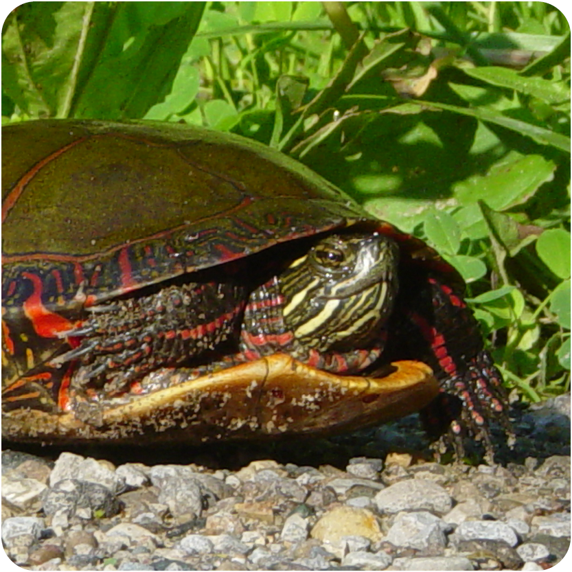 Red Painted Turtle