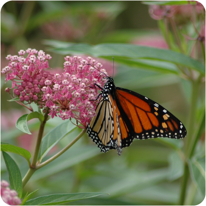 Monarch Butterfly