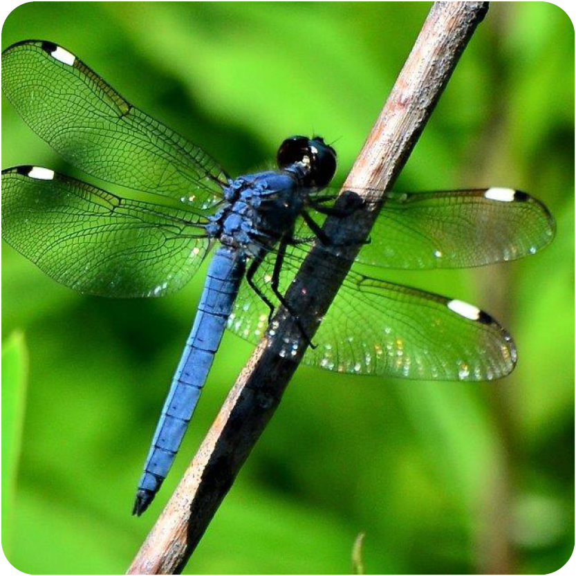 Blue Dragon Fly
