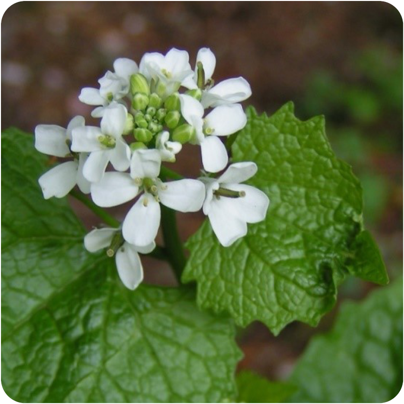 Invasive Species Plant