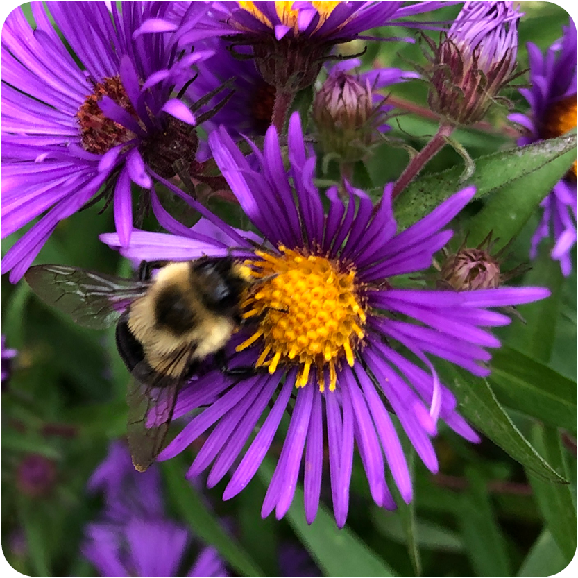 Bee on Flower 