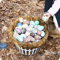 Nature's Eggs Extravaganza