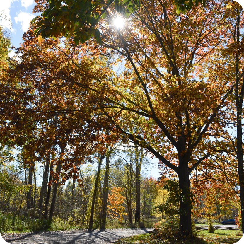 Fall Colors by Golf Cart