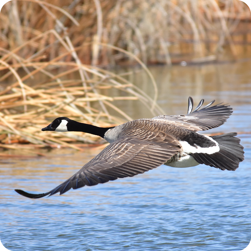 Fall Migration Bird Hike