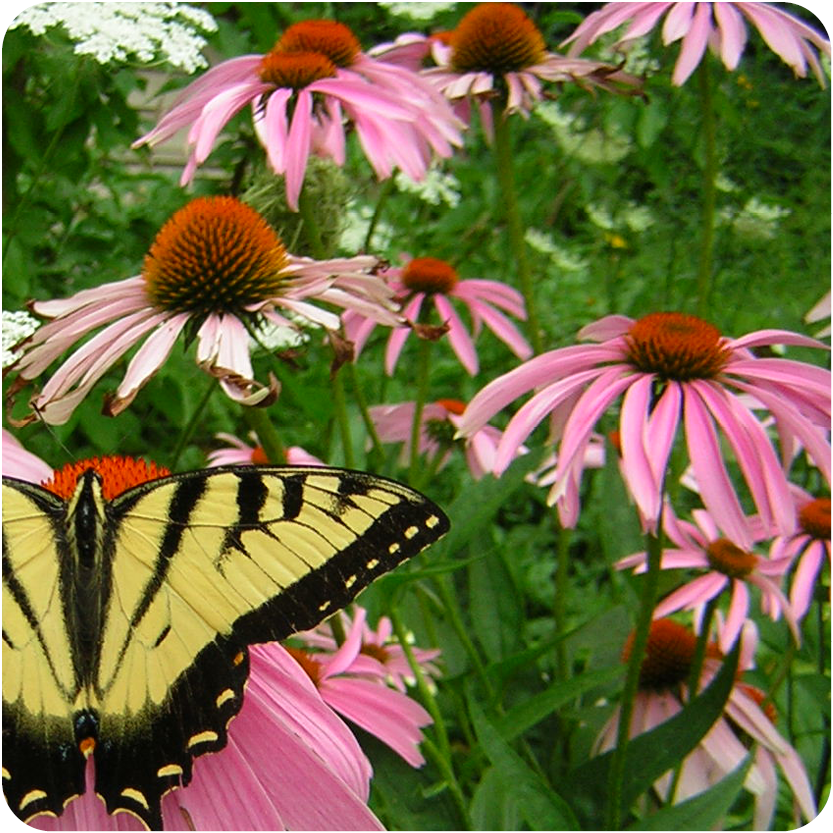 Coneflower - fall wildflowers with a butterfly