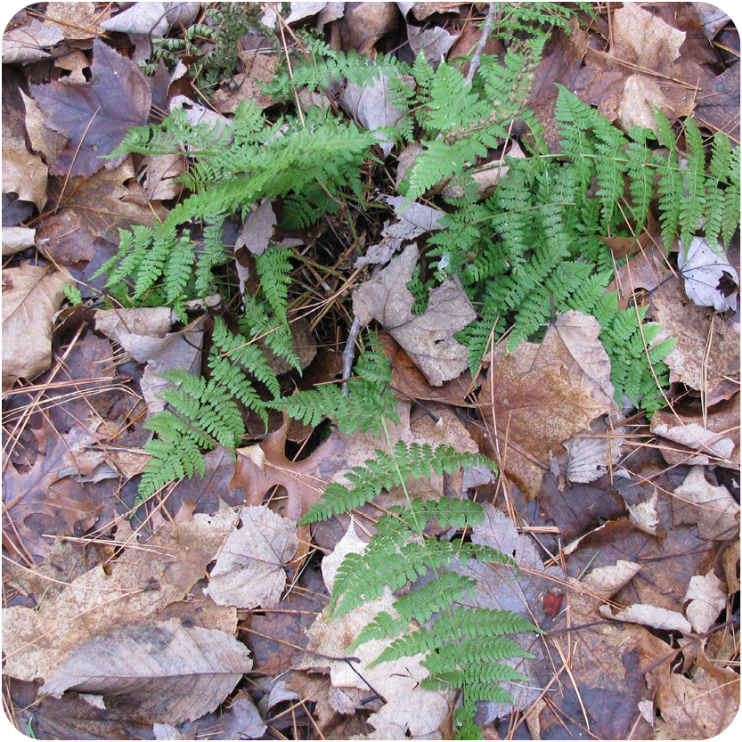 Ferns in the leaves