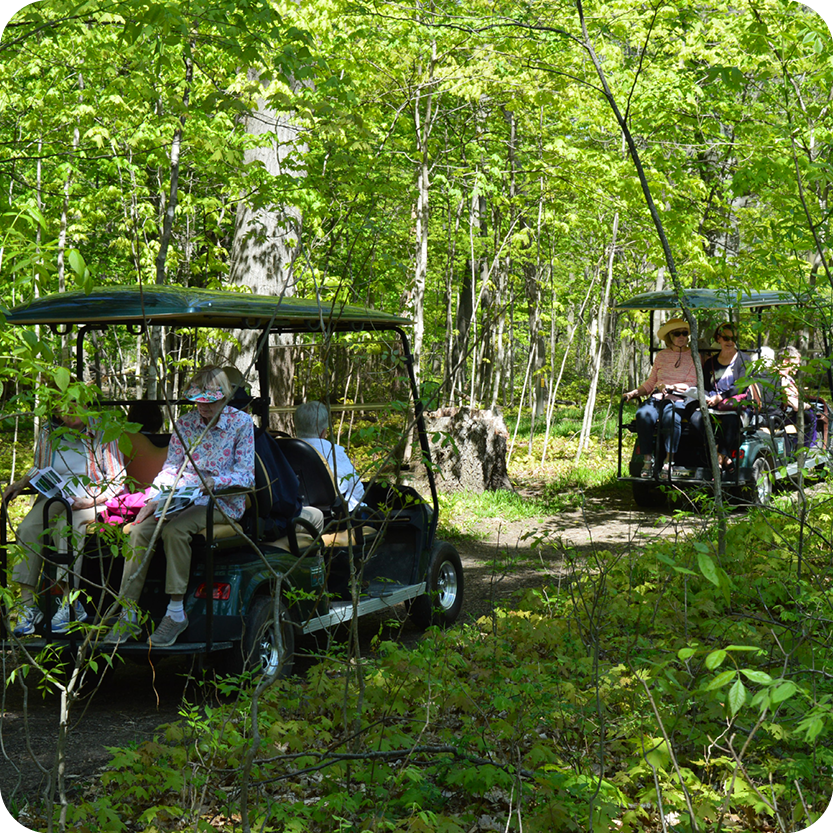 Forest Therapy Golf Cart Tour: Reawakening and Growth