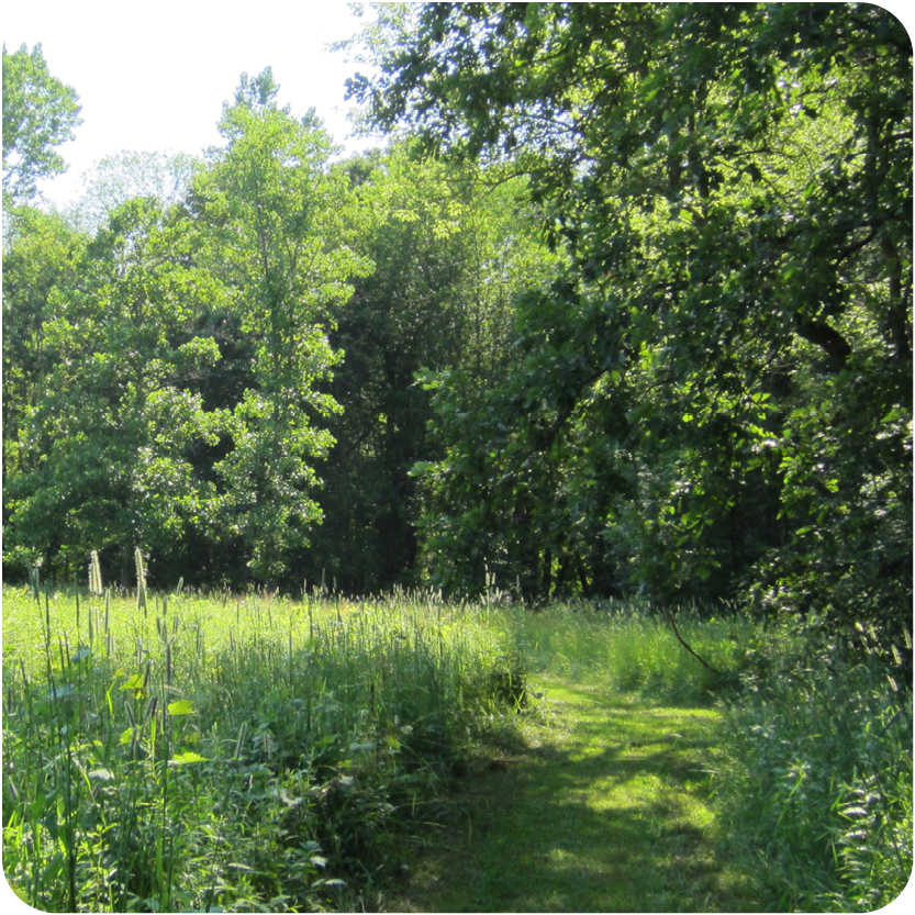 Trail in Summer at CNC