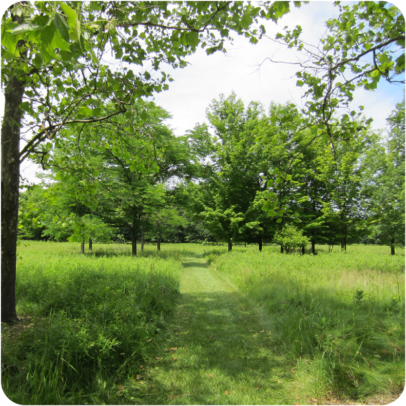 Trail in Summer at CNC