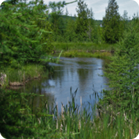 Stream