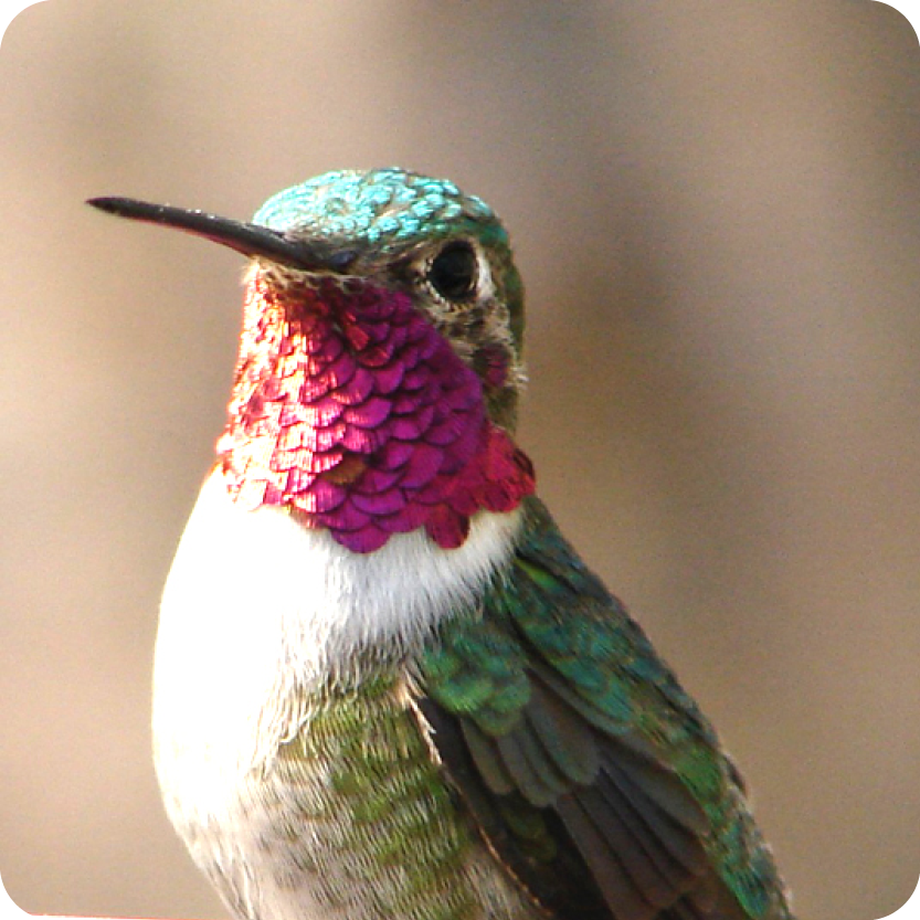 hummingbird