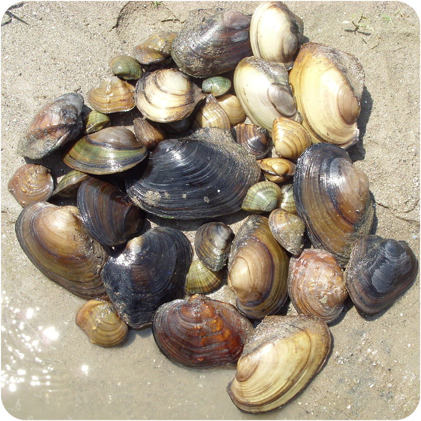 Freshwater Mussels