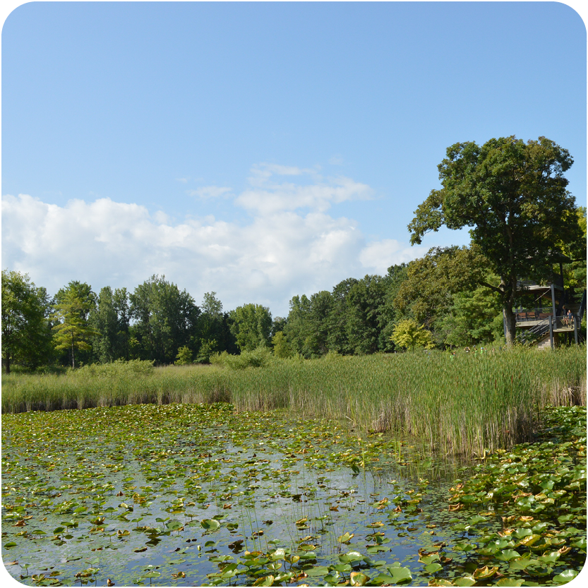 Wetlands on a nice day