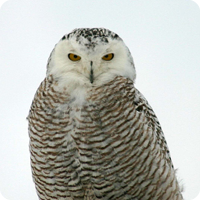 In Search of Snowy Owls