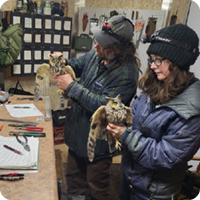 Insights into Owl Research: The Upper Peninsula and Beyond