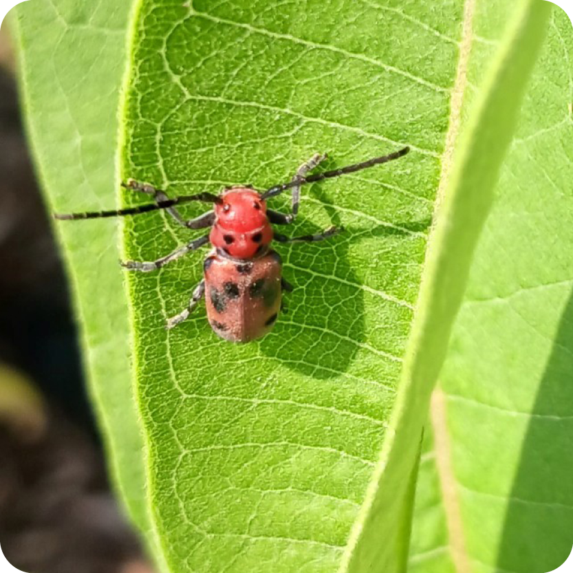 Investigating Insects