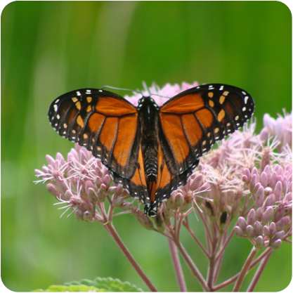 Butterfly Count
