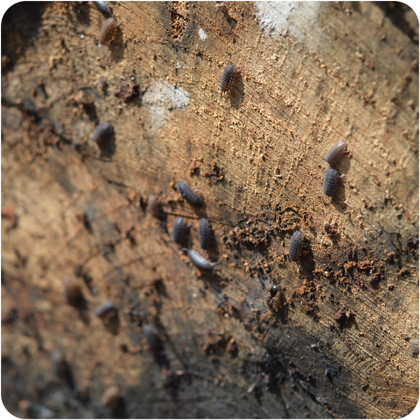 Earth Week: Life Under a Log