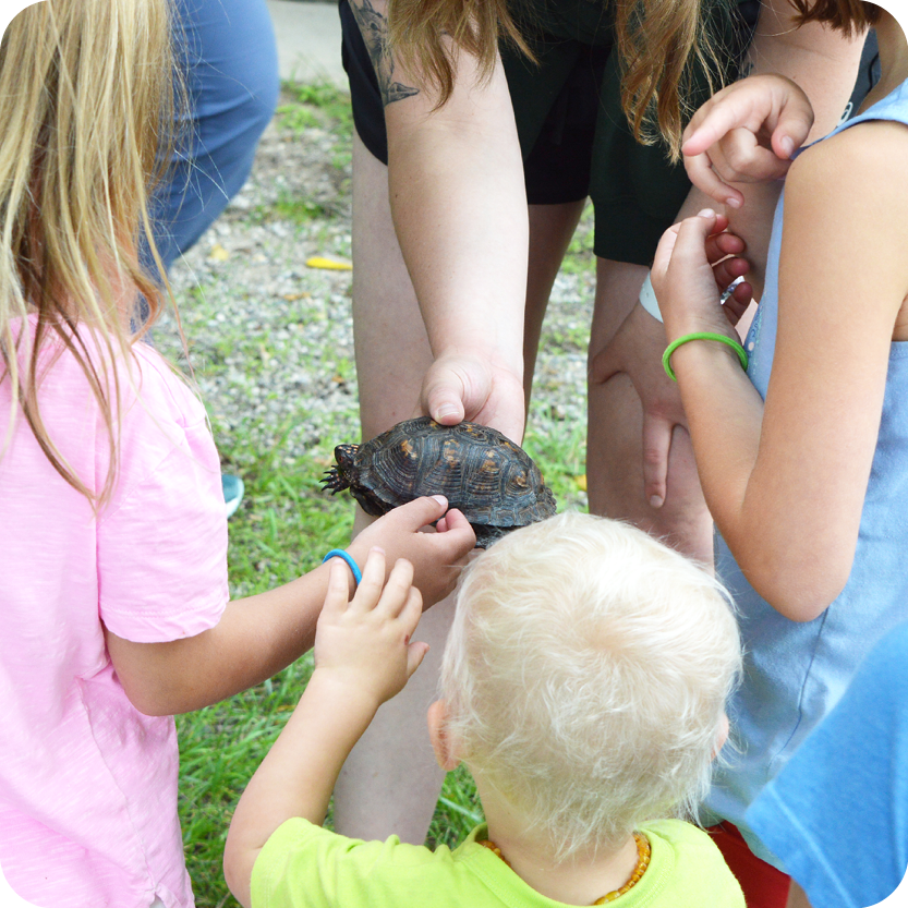 Lunch with a Box Turtle