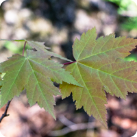 Nature Connections: Maples