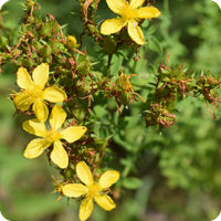 Nature Connections: Summer Solstice Plants