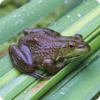 Live reptile and amphibian experience